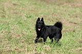 SCHIPPERKE 695